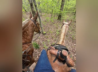 Tennessee walking horse, Gelding, 13 years, 13 hh, Roan-Red