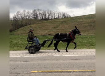 Tennessee walking horse, Gelding, 13 years, 14.1 hh, Bay