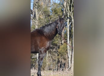 Tennessee walking horse, Gelding, 13 years, 15 hh, Black