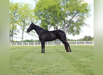 Tennessee walking horse, Gelding, 13 years, 15 hh, Black