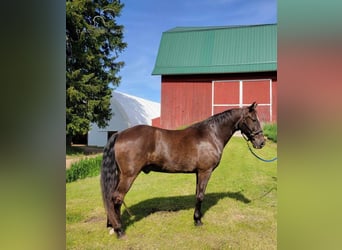 Tennessee walking horse, Gelding, 13 years, 15 hh, Black