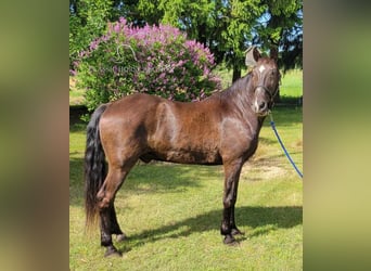 Tennessee walking horse, Gelding, 13 years, 15 hh, Black