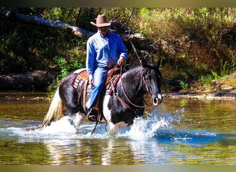 Tennessee walking horse, Gelding, 13 years, 15 hh, Tobiano-all-colors