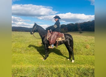 Tennessee walking horse, Gelding, 13 years, 15,1 hh