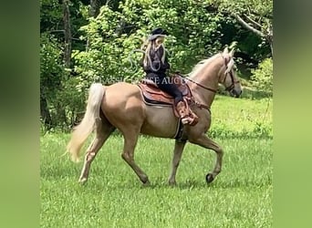Tennessee walking horse, Gelding, 13 years, 16 hh, Palomino