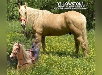 Tennessee walking horse, Gelding, 13 years, 16 hh, Palomino