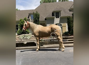 Tennessee walking horse, Gelding, 13 years, 16 hh, Palomino