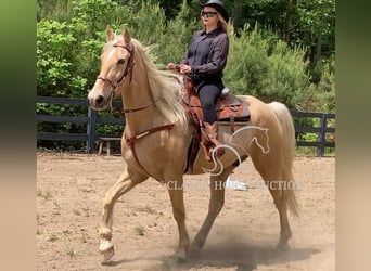 Tennessee walking horse, Gelding, 13 years, 16 hh, Palomino