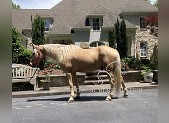 Tennessee walking horse, Gelding, 13 years, 16 hh, Palomino