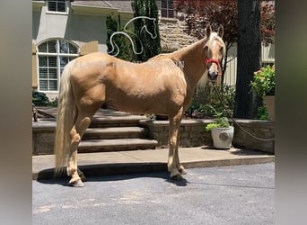 Tennessee walking horse, Gelding, 13 years, 16 hh, Palomino