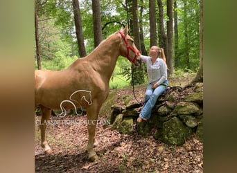 Tennessee walking horse, Gelding, 13 years, 16 hh, Palomino