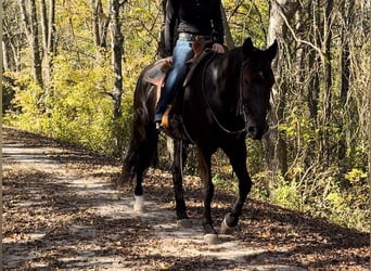 Tennessee walking horse, Gelding, 13 years, Black