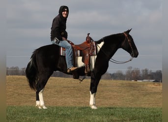 Tennessee walking horse, Gelding, 13 years, Overo-all-colors