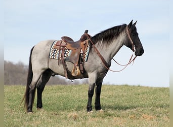 Tennessee walking horse, Gelding, 13 years, Roan-Blue