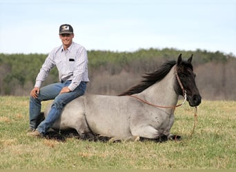 Tennessee walking horse, Gelding, 13 years, Roan-Blue