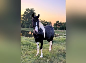 Tennessee walking horse, Gelding, 14 years, 14,2 hh, Pinto