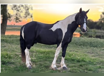 Tennessee walking horse, Gelding, 14 years, 14,2 hh, Pinto