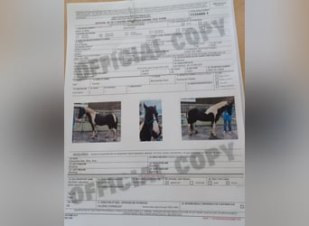 Tennessee walking horse, Gelding, 14 years, 14,2 hh, Pinto