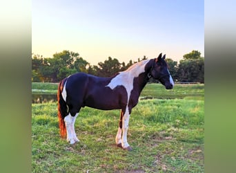 Tennessee walking horse, Gelding, 14 years, 14,2 hh, Pinto