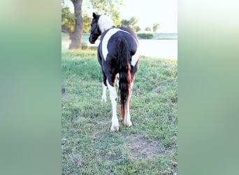 Tennessee walking horse, Gelding, 14 years, 14,2 hh, Pinto