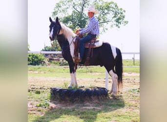Tennessee walking horse, Gelding, 14 years, 14,2 hh, Pinto