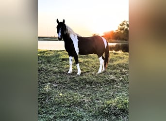 Tennessee walking horse, Gelding, 14 years, 14,2 hh, Pinto