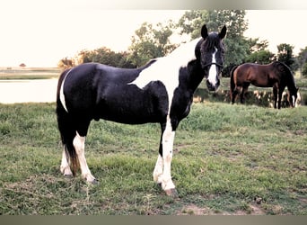 Tennessee walking horse, Gelding, 14 years, 14,2 hh, Pinto