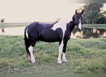 Tennessee walking horse, Gelding, 14 years, 14,2 hh, Pinto