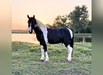 Tennessee walking horse, Gelding, 14 years, 14,2 hh, Pinto