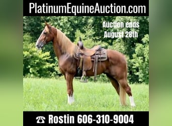 Tennessee walking horse, Gelding, 14 years, 15,1 hh, Sorrel