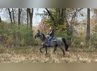 Tennessee walking horse, Gelding, 14 years, 15.2 hh, Roan-Blue
