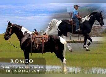 Tennessee walking horse, Gelding, 14 years, 15.3 hh, Tobiano-all-colors