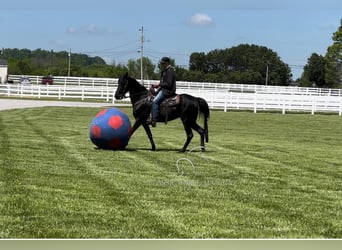 Tennessee walking horse, Gelding, 14 years, 15 hh, Black