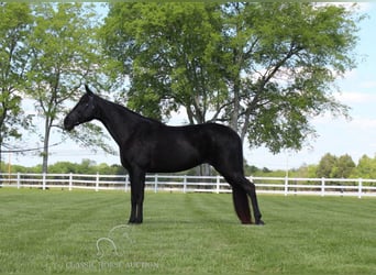 Tennessee walking horse, Gelding, 14 years, 15 hh, Black