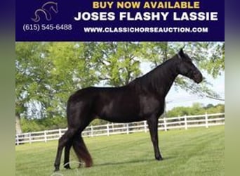Tennessee walking horse, Gelding, 14 years, 15 hh, Black