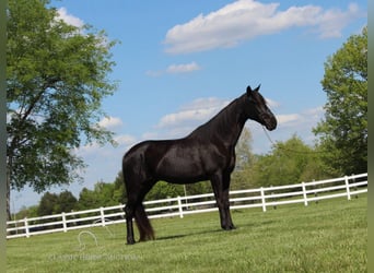Tennessee walking horse, Gelding, 14 years, 15 hh, Black