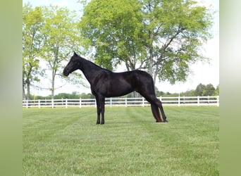Tennessee walking horse, Gelding, 14 years, 15 hh, Black