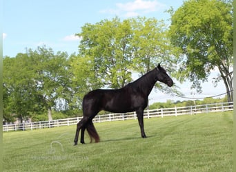 Tennessee walking horse, Gelding, 14 years, 15 hh, Black