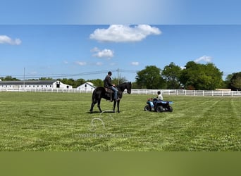 Tennessee walking horse, Gelding, 14 years, 15 hh, Black