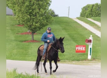 Tennessee walking horse, Gelding, 14 years, 15 hh, Black
