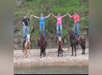 Tennessee walking horse, Gelding, 14 years, 15 hh, Palomino
