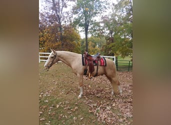 Tennessee walking horse, Gelding, 14 years, 15 hh, Palomino