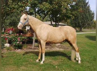 Tennessee walking horse, Gelding, 14 years, 15 hh, Palomino
