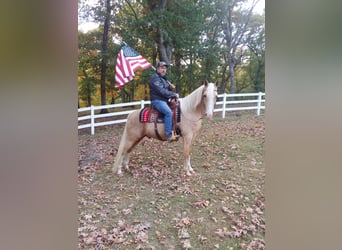 Tennessee walking horse, Gelding, 14 years, 15 hh, Palomino