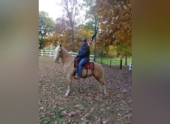 Tennessee walking horse, Gelding, 14 years, 15 hh, Palomino