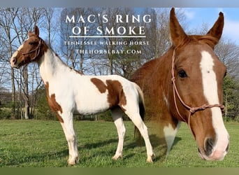 Tennessee walking horse, Gelding, 14 years, 15,1 hh, Sorrel