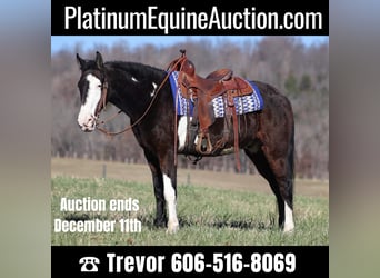 Tennessee walking horse, Gelding, 14 years, Overo-all-colors