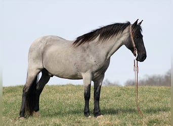 Tennessee walking horse, Gelding, 14 years, Roan-Blue