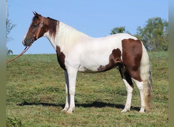 Tennessee walking horse, Gelding, 14 years, Tobiano-all-colors