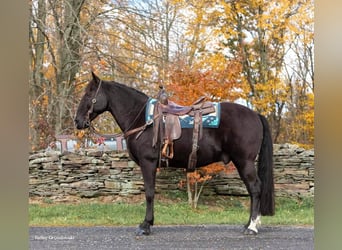Tennessee walking horse, Gelding, 15 years, 14.3 hh, Black